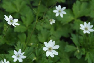 Anemone leveillei bestellen